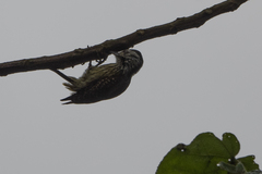 Chloropicus fuscescens