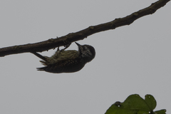 Chloropicus fuscescens