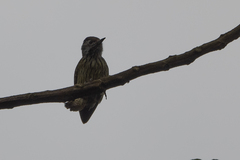 Chloropicus fuscescens