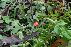 Tagetes patula