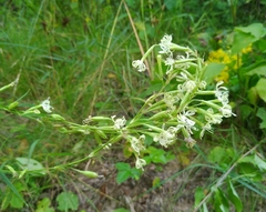 Silene tatarica