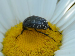 Oxythyrea