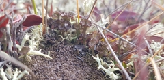 Cladonia verticillata