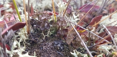 Cladonia verticillata