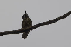 Chloropicus fuscescens