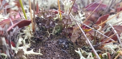 Cladonia verticillata