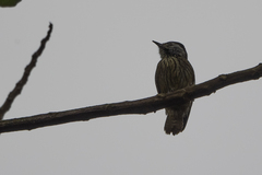 Chloropicus fuscescens