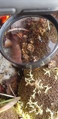 Cladonia verticillata