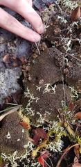 Cladonia verticillata
