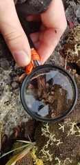 Cladonia verticillata