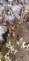 Cladonia verticillata