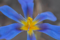 Calydorea xiphioides