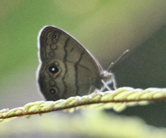 Hermeuptychia harmonia