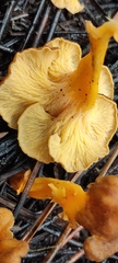 Craterellus lutescens