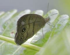 Hermeuptychia harmonia