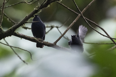 Melaenornis ardesiacus