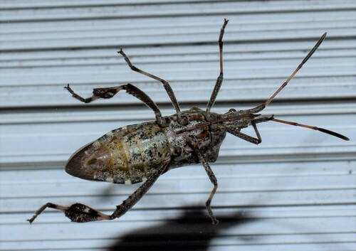 Western Leaf-footed Bug photo 3