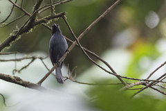 Melaenornis ardesiacus