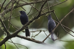 Melaenornis ardesiacus