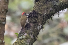Campethera tullbergi