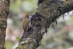 Campethera tullbergi