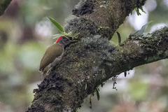 Campethera tullbergi