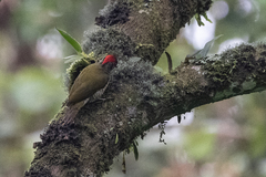 Campethera tullbergi