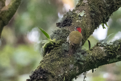 Campethera tullbergi