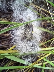 Phycomyces