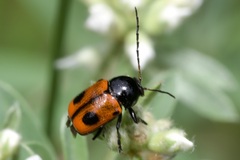 Cryptocephalus bipunctatus