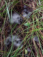 Phycomyces