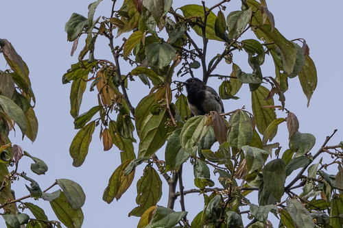 iNaturalist image