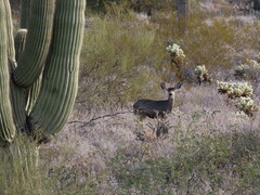 Odocoileus hemionus eremicus