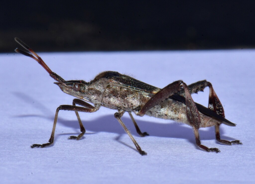 western leaf-footed bug