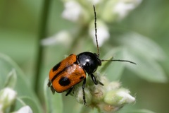 Cryptocephalus bipunctatus