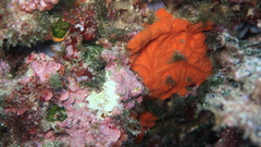 Spirastrella cunctatrix