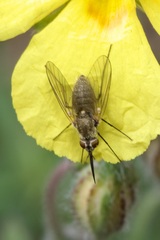 Phthiria pulicaria