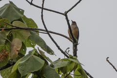 Turdus abyssinicus