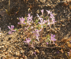 Eriastrum eremicum eremicum