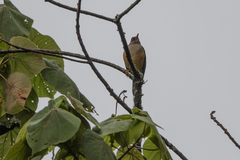 Turdus abyssinicus