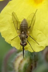 Phthiria pulicaria