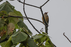 Turdus abyssinicus