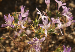 Eriastrum eremicum eremicum