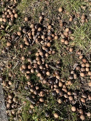 Quercus palustris