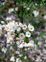 Ozothamnus diosmifolius