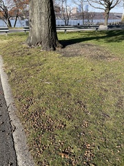 Quercus palustris