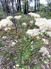 Ozothamnus diosmifolius