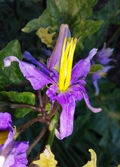 Solanum subinerme