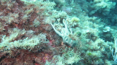 Eunicella singularis