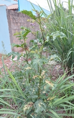 Solanum subinerme
